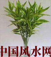 澄迈十二生肖养什么植物最旺财运？你知道吗！