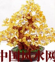 澄迈买了招财植物却不能发财，是方位摆错了！